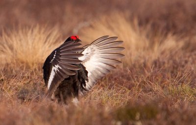 Black Grouse