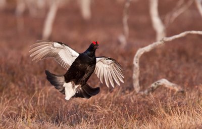 Black Grouse