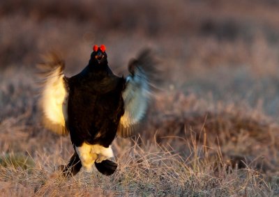 Black Grouse