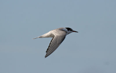 Common Tern 1K