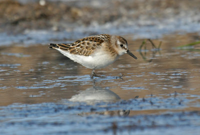 Little Stint 1K