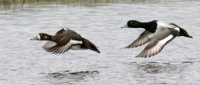Scaup