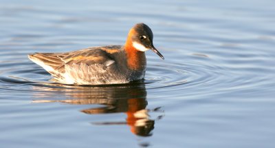 Red necked Phalarope