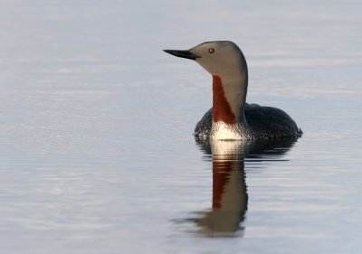 Red-throated Diver