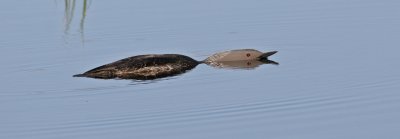 Red-throated Diver