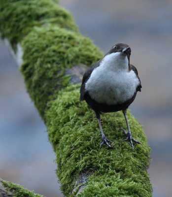 Dipper