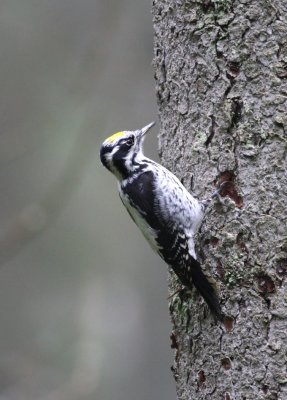 Three-toed Woodpecker