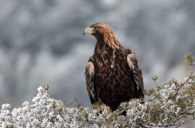 Golden Eagle