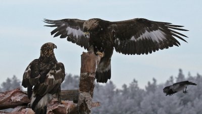 Golden Eagle