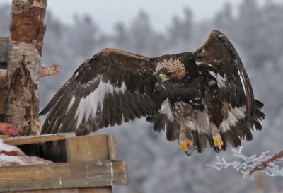 Golden Eagle