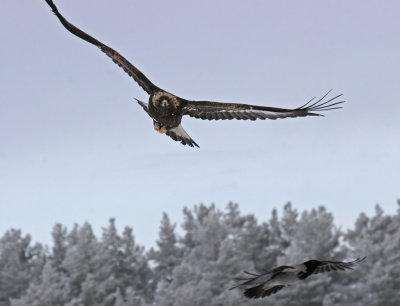 Golden Eagle