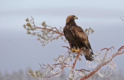 Golden Eagle