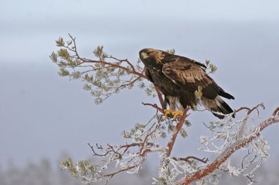 Golden Eagle