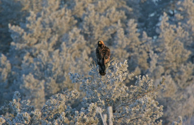 Golden Eagle