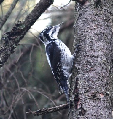 Three-toed Woodpecker