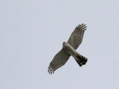 Sparrowhawk