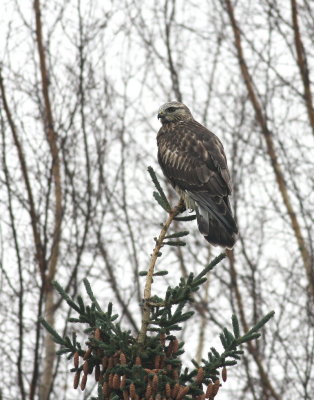 Rough-legged Buzzard