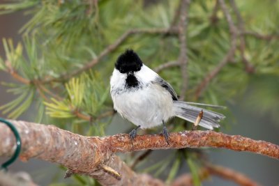 Willow Tit