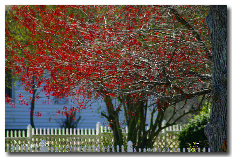 Spring in the Neighborhood