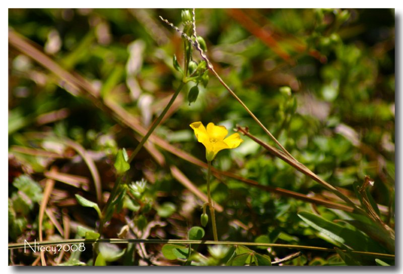 Spring in the Neighborhood