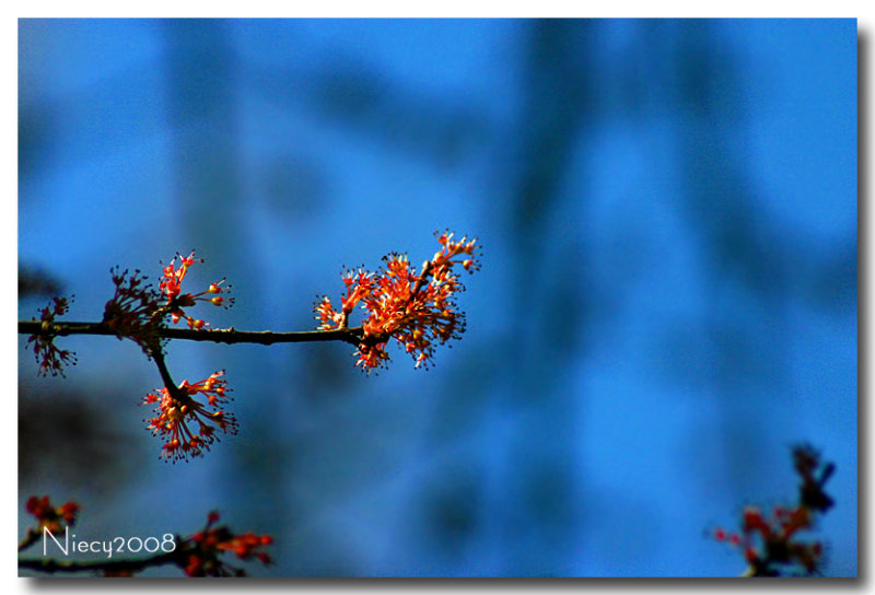 Spring in the Neighborhood
