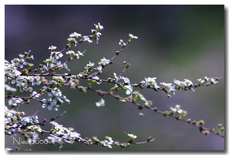 Spring in the Neighborhood