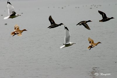 The Gathering of the Gulls
