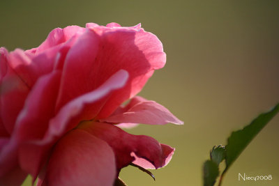 Mother's Rose