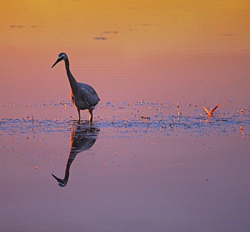Dinnertime Black Neds Bay. NSW.jpg
