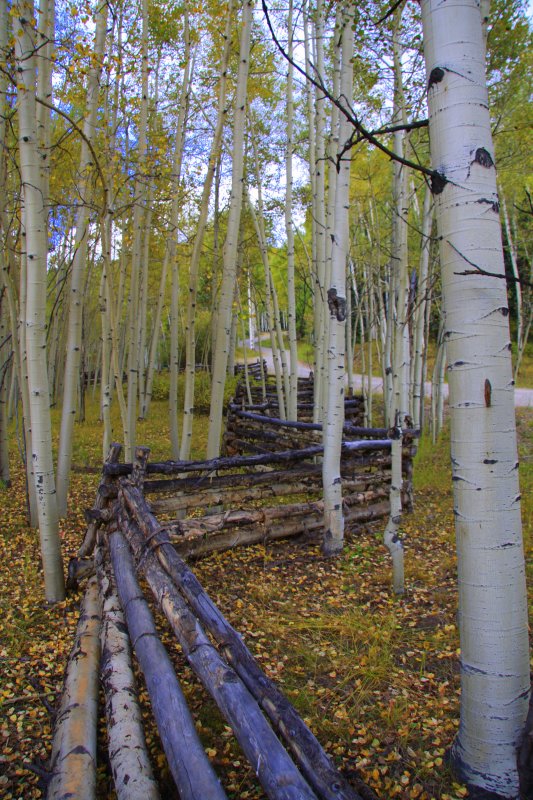 Fence and trees Telluride CO.jpg
