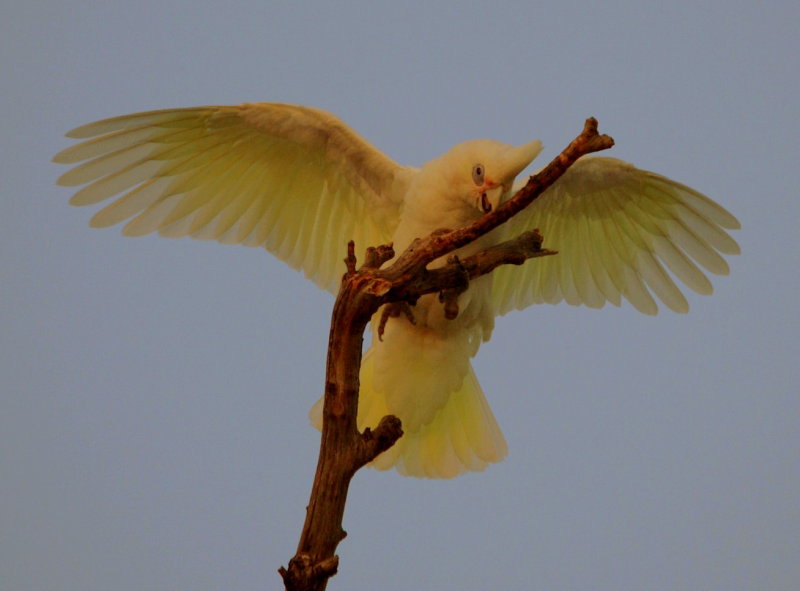 Corella at Dusk