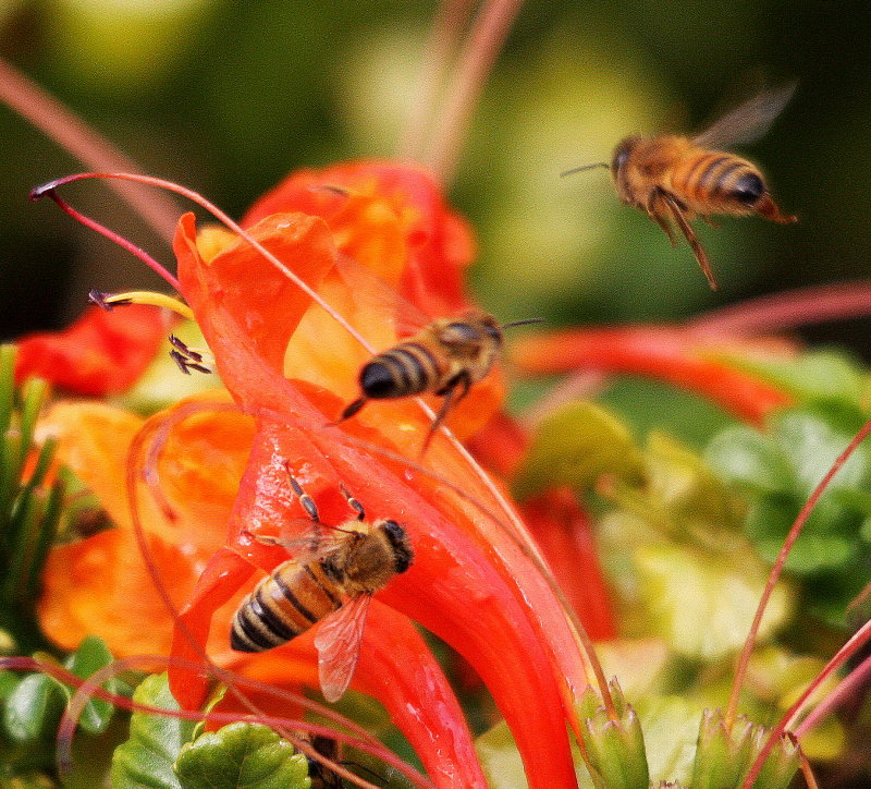 flight of the bumblebees.jpg