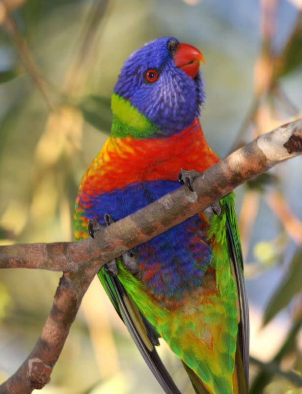 Rainbow Lorikeet