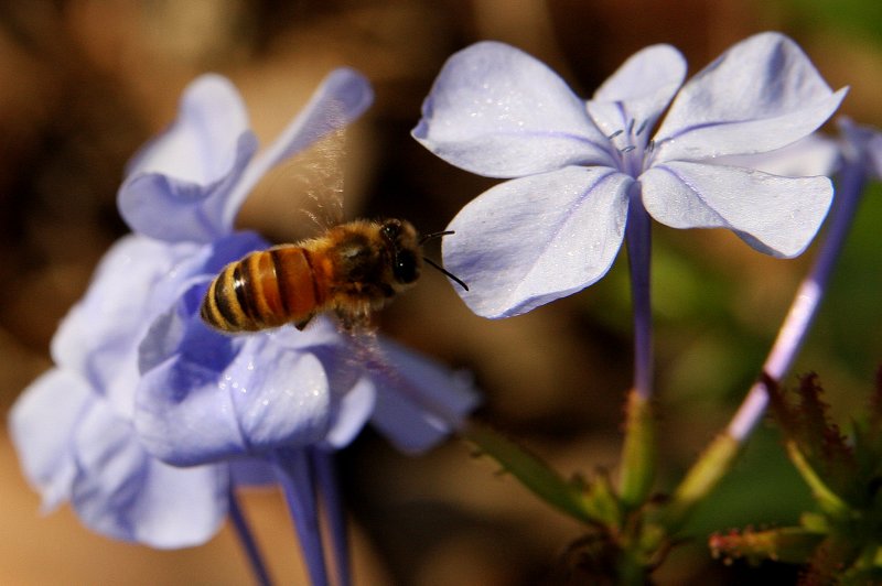 flower to flower.jpg