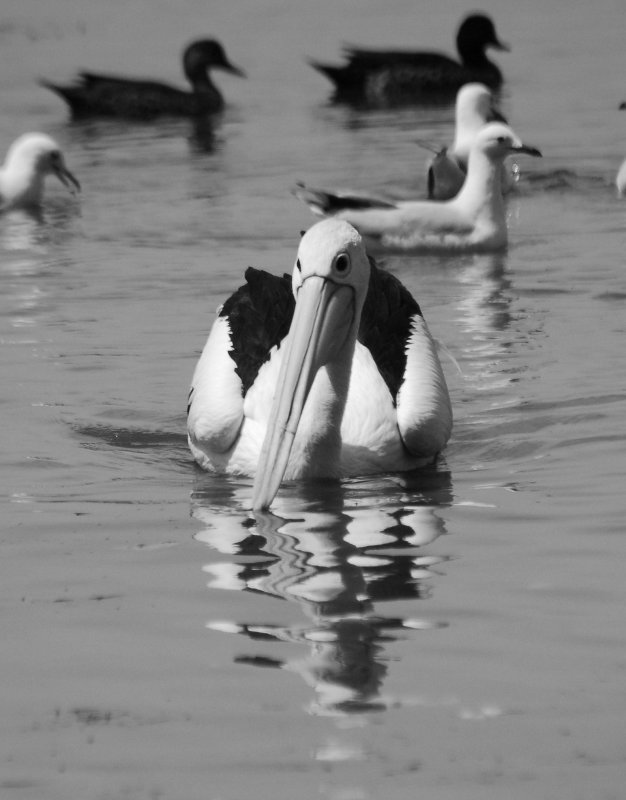 DSC_0004-1.jpg