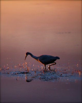 Birdlife Black Neds Bay NSW.jpg
