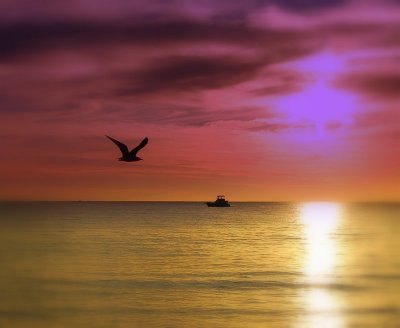 Gull and cruiser.jpg