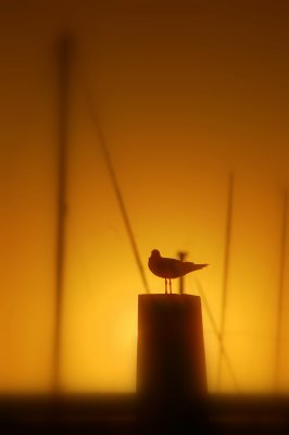 Hillarys gull on post.jpg