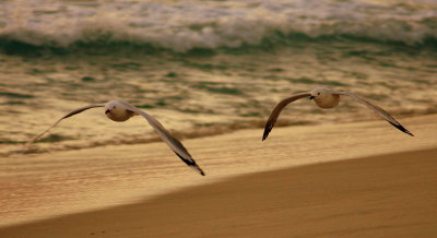 twilight gulls.jpg