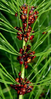 Ladybug clusters Muir Woods CA.jpg