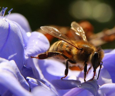 bee in purple 5.jpg