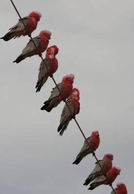 Galahs on a wire