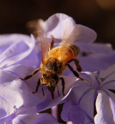 bee in purple 6.jpg