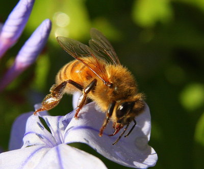 Bee in purple.jpg