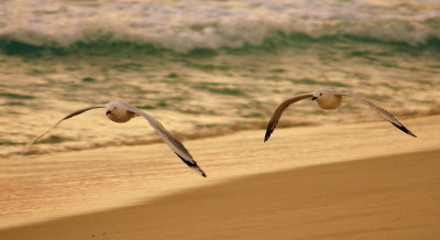 Gulls in flight.jpg