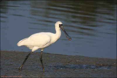 BF Spoonbill037.jpg