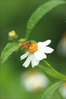 FungYuen_038.jpg
