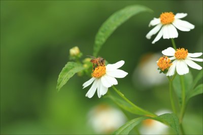FungYuen_040.jpg