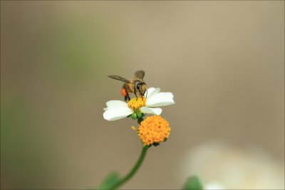 FungYuen_046.jpg