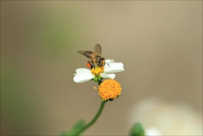 FungYuen_047.jpg
